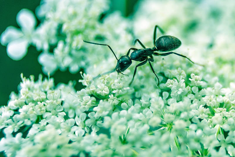 St. Charles Ant Exterminator