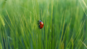 St. Charles Ladybug Pest Control