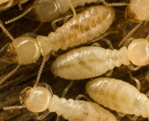 termites