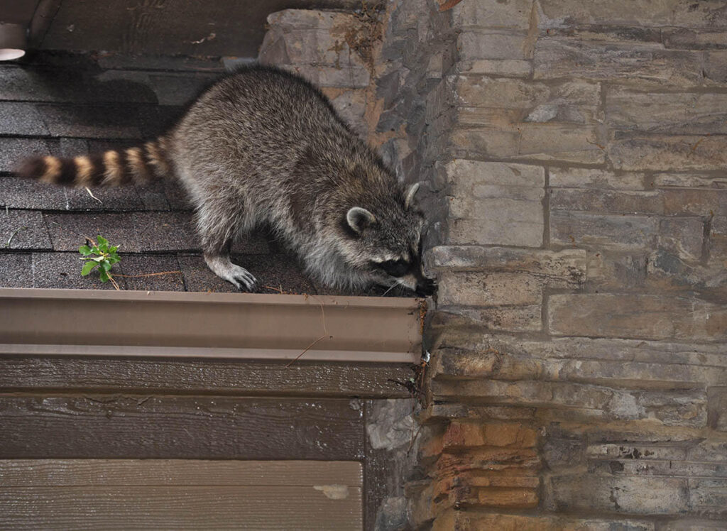 St. Charles Wildlife Control